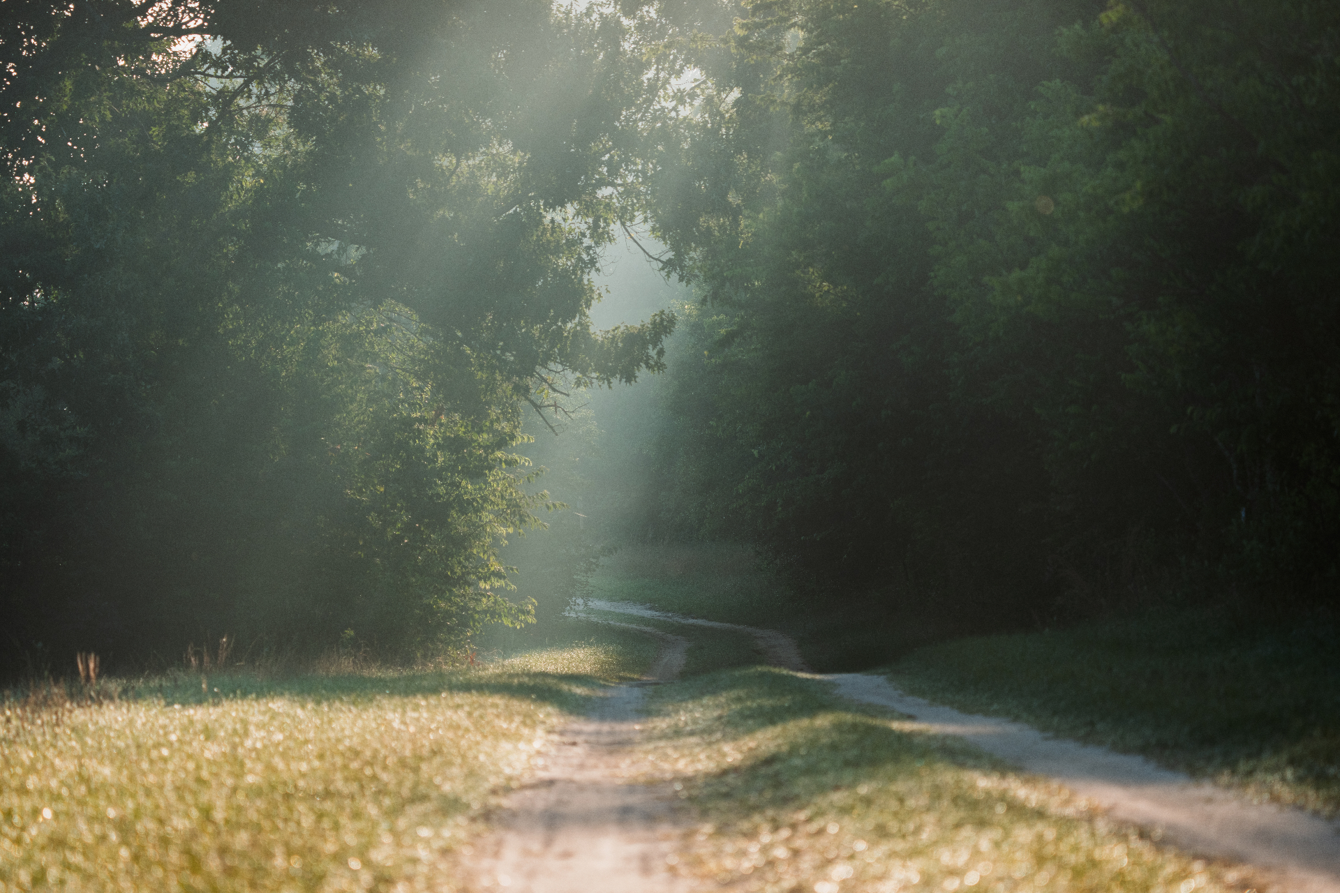 Sunlight filtering beautifully through a dense forest canopy over a peaceful dirt road path